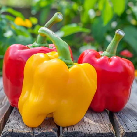 Paprika bloková – barevná směs (červená, žlutá, fialová, ora..