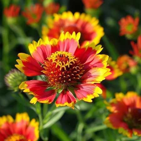 Gaillardia Fackelshain