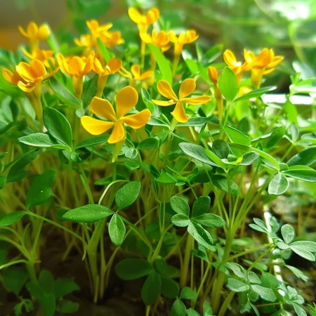 Mexický estragon oranžový