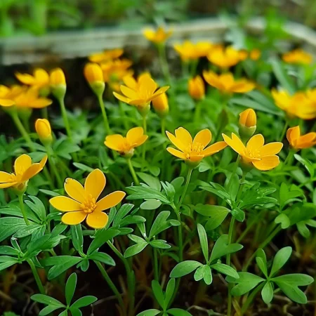 Mexický estragon oranžový