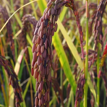 Asijská fialová rýže