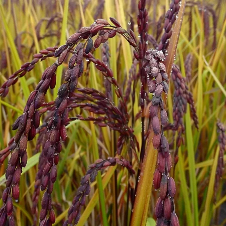 Asijská fialová rýže