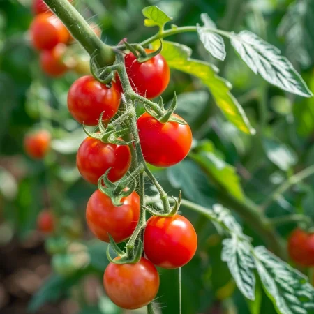 Cherry Rajče Sweetbaby Červené