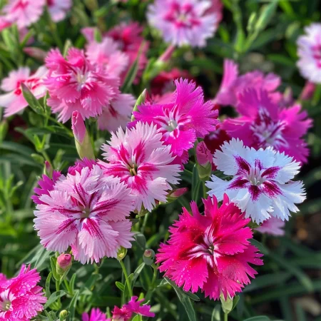 Čínský hřebíček Veselí Jednotlivý mix