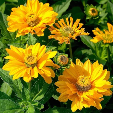 Heliopsis Letní Slunce