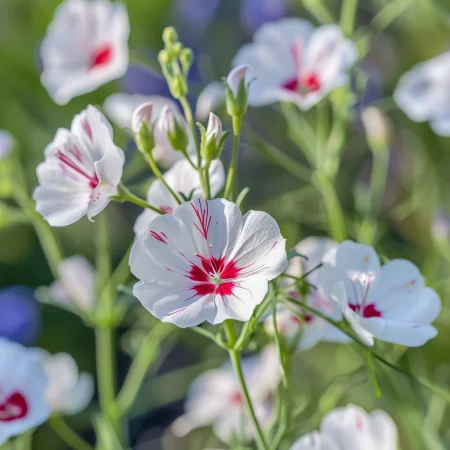 Len Jednobarevný Zářivé oči