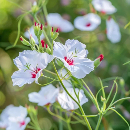 Len Jednobarevný Zářivé oči
