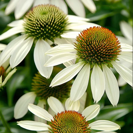 Echinacea Purpurová Bílá Labuť
