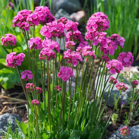 Armeria Morska Splendens Rose